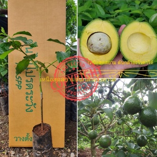 ต้นอะโวคาโด้ เสียบยอด พันธุ์ บูธ7 booth7 avocado tree