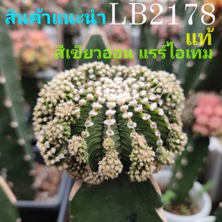 ภาพหน้าปกสินค้าแคคตัสLB2178แท้⭐สีเขียวอ่อน แรร์ไอเทม 👍สินค้าแนะนำ👍⭐ขนาดหน่อ2-2.5cm.💥สินค้าหน่อเด็ดสดใช้กราฟ💥 ที่เกี่ยวข้อง