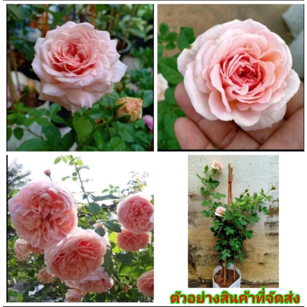 ขาย-ต้นพันธุ์-ต้น-ดอก-abraham-darby-อับราฮัม-ดาร์บี้-กุกลาบ-rose-เบนซ์-วาสนา-กุลชญา