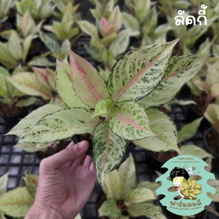 อโกลนีมา ลัคกี้/โฟรเซ่น Aglaonema "Lucky/Frozen" 5-7ใบ กระถาง 5"