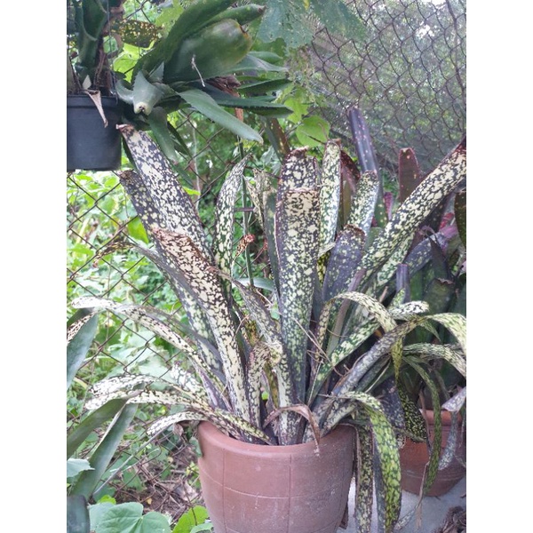 ขายเป็นหน่อหรือต้นลูก-สับปะรดสี-bromeliads-ไม้มงคล-ไม้ด่าง-ไม้ประดับ-ไม้จัดสวน-ไม้ใบสวย