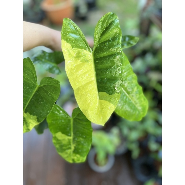 philodendron-burle-marx-variegated