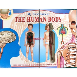 My First Book of the Human Body โล๊ะ หนังสือเด็ก ร่างกาย มนุษย์ BoardBook montessori มอนเตซอรี่