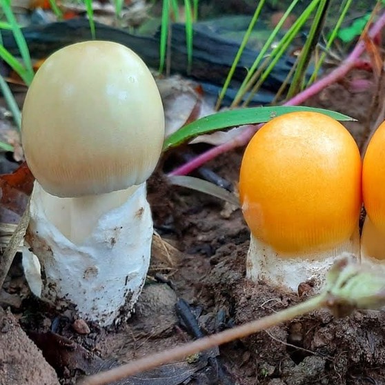 เชื้อเห็ดป่าธรรมชาติ-เห็ดระโงกขาว-เห็ดระโงกเหลือง-เห็ดเผาะ-เห็ดตับเต่า-เห็ดไค-เห็ดถ่าน-เห็ดน้ำหมาก-และเห็ดโคนปลวก