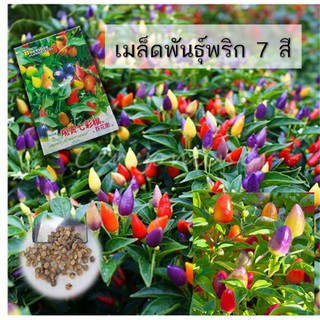 เมล็ดพริกประดับ 7 สี พริกสีรุ้ง  20 เมล็ด