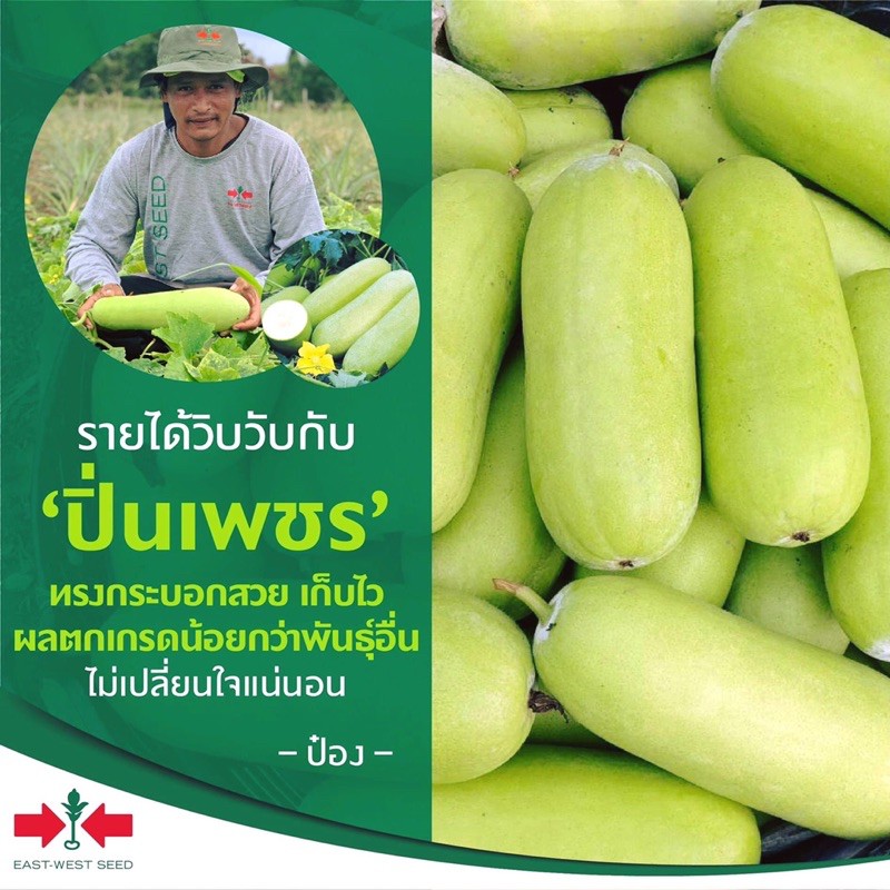 แฟงไส้ตันปิ่นเพชร-1000-เมล็ด-ขายส่ง359-แฟงไส้ตัน