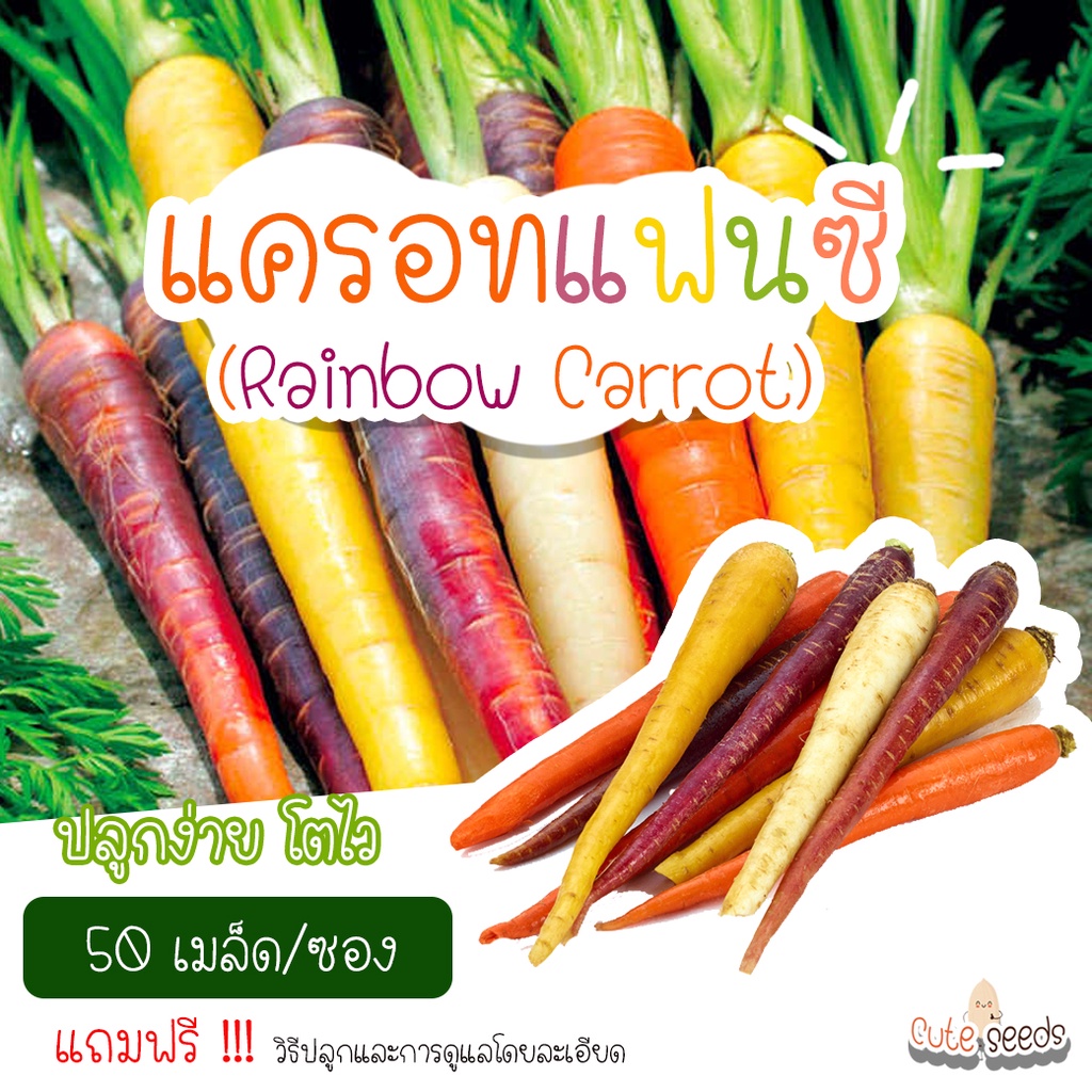 เมล็ดพันธุ์แครอทแฟนซี-50เมล็ด-อัตราการงอก95-ปลูกง่าย-โตไว-แถมฟรี-เมล็ดผักทุกออเดอร์