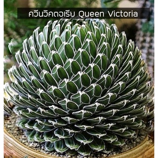 [ถูกที่สุด]อากาเว่ควีนวิคตอเรีย Queen Victoria Agave แคคตัส&ไม้อวบน้ำ cactus& succulent ไม้ประดับ