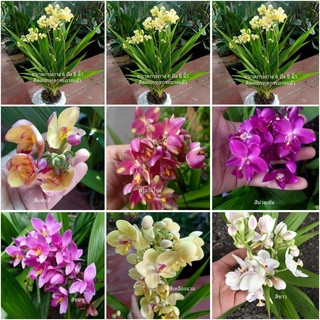 (1ต้น)(ขาย ต้นพันธุ์) ดอก ต้น กล้วยไม้ดิน ต้นกล้วยไม้ดิน สี ม่วง ชมพู โอรส แฟนซี เหลือง ขาว fadel