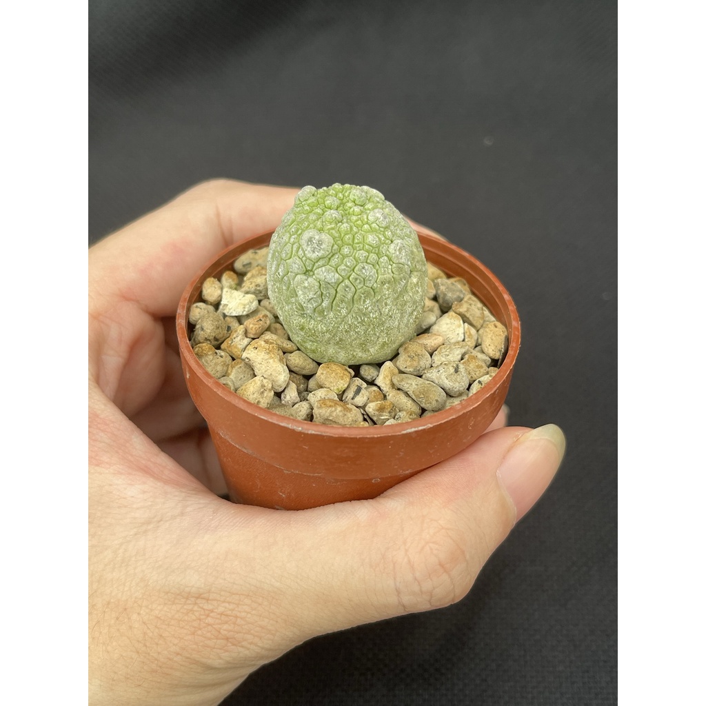 pseudolithos-ต้นคางคกไม้เพาะเมล็ด-ส่งทั้งกระถาง