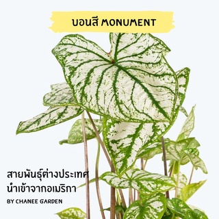 บอนสี Monument นำเข้าจาก USA กระถาง 4 นิ้ว