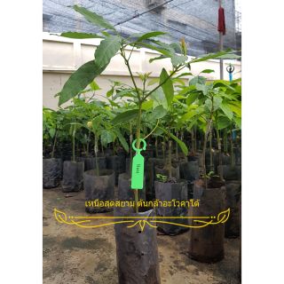 ต้นอโวคาโด้  เสียบยอด พันธุ์แท้ แฮส นิวซีแลนด์ 1 ต้น Hass avocado tree