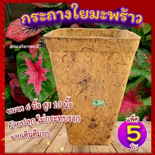 เซ็ต 5 ใบ กระถางใยมะพร้าว 6 นิ้วทรงสูง🐝 กระถางเพาะชํา กระถางต้นไม้ อุ้มน้ำ ระบายอากาศได้ดี รากเดินดี  ย่อยสลายได้เอง