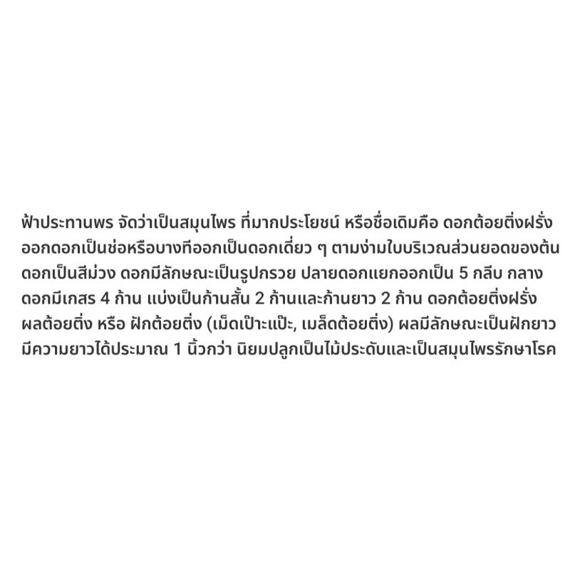 ต้อยติ่งฝรั่งชุด-1ถุงมี-5-กิ่งสามารถนำไปขยายได้รากเดินดีแล้วไม่พอใจเรายินดีคืนเงิน