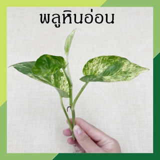 ภาพขนาดย่อของภาพหน้าปกสินค้าพลูหินอ่อน (จำนวน 1 กิ่ง) ต้นไม้ฟอกอากาศ ต้นไม้ พลูด่าง พลูด่าง ต้นไม้ในร่ม (Marble Queen) ดูแลง่าย จากร้าน mongkoltreefamily บน Shopee