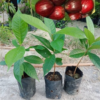 ต้นชมพู่มะเหมี่ยว ผลไม้คู่บ้าน รสเปรี้ยวอมหวาน ต้นสูง 30-40cm.(1 ต้น)