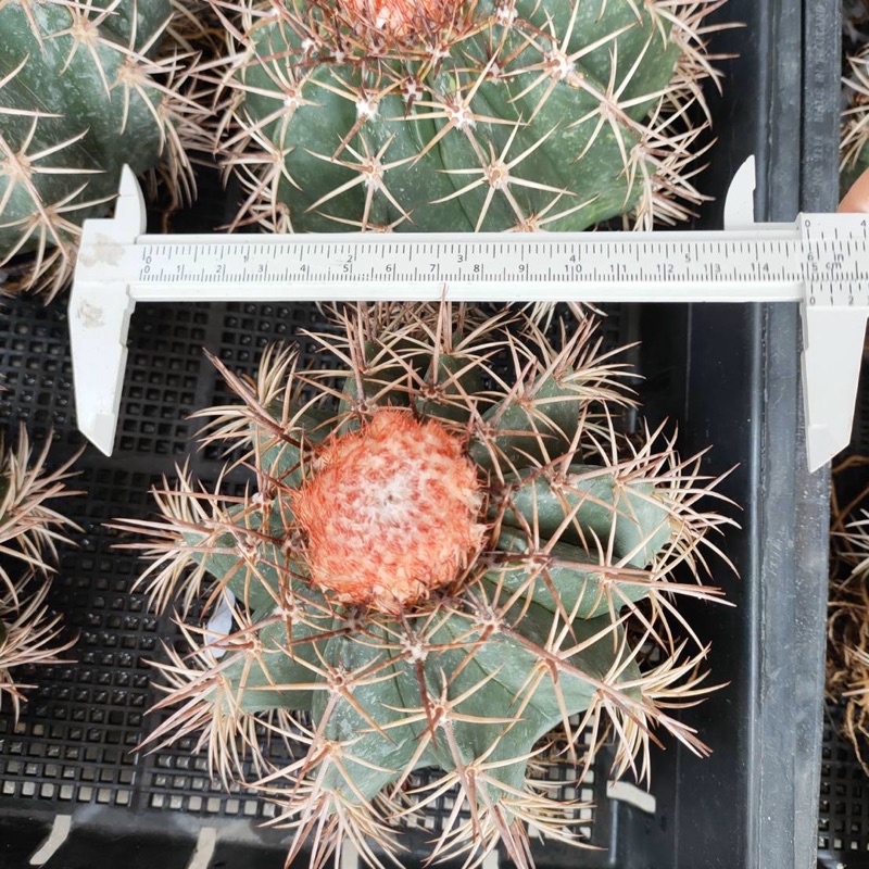 ถูกสุด-cactus-เมโลแคระ-ขนาด-11-13-ซม-กระบองเพชร-แคคตัส