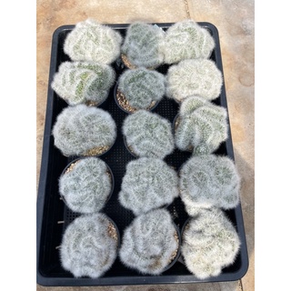 แมม บูมิไอคริส ขนาด 3-3.5 นิ้ว แคคตัส จากฟาร์ม cactusdreamyok ต้นไม้ กระบองเพชร cactus