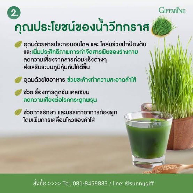 วีทกลาส-wheatglass-ต้นข้าวสาลีอ่อน