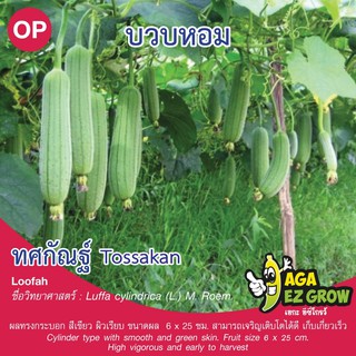 เมล็ดพันธุ์ บวบหอมทศกัณฑ์ บรรจุ 2 กรัม [โปรโมชั่น ซื้อ10ซอง แถมฟรี 1ซอง]