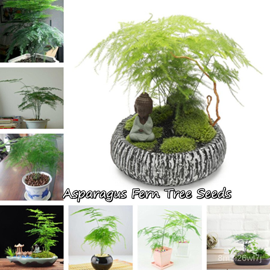 เมล็ดพันธุ์-ถูก-คละ-ปลูกง่าย-ปลูกได้ทั่วไทย-ของแท้-100-เมล็ดพันธุ์-asparagus-fern-tree-seeds-50pcs-ต้นไม้-ต้นไม-0ylk