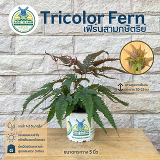 ภาพหน้าปกสินค้าเฟิร์นสามกษัตริย์ : Tricolor Fern ขนาดกระถาง 5 นิ้ว (Pteris quadriaurita \'Tricolor\') ซึ่งคุณอาจชอบสินค้านี้