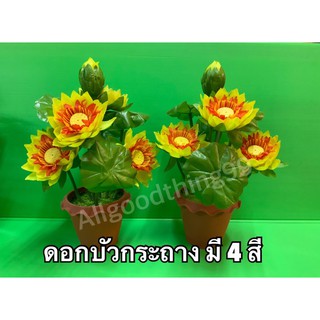 ดอกบัวกระถาง ดอกบัว ดอกบัวเบญจพร ดอกบัวมี 4 สี สูง 19 ซม ขายเป็นกระถาง  ดอกบัวกระถาง พร้อมส่ง