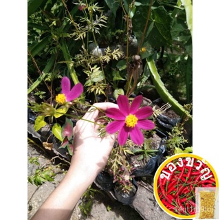 สีชมพูสดใส5เมล็ดพันธุ์ Pantanim กลางแจ้งสวนกระถางเมล็ดพันธุ์/ดอกไม้/สวน/สวน/ดอกทานตะวัน/ดอกไม้/หญ้า/ข้าวโพด/สวนผลไม้/กล้