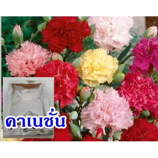 ภาพหน้าปกสินค้าเมล็ดดอกคาเนชั่นคละสี70เมล็ด ที่เกี่ยวข้อง