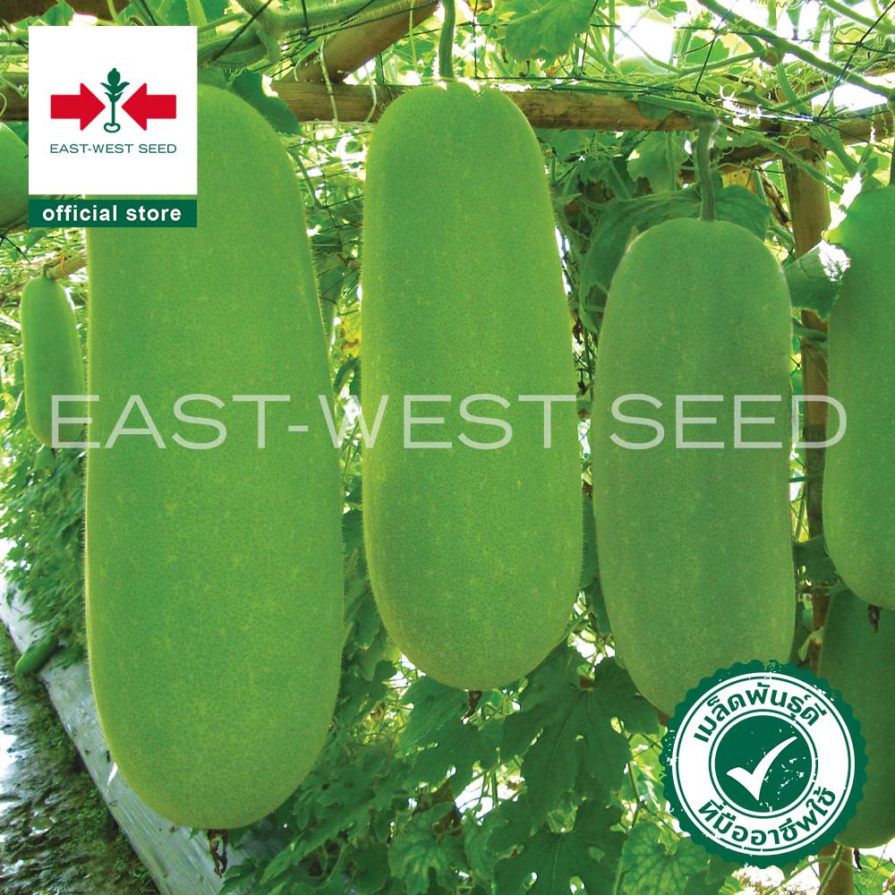 ศรแดง-เมล็ดพันธุ์แฟง-ปิ่นแก้ว-f1-east-west-seed-เมล็ดพันธุ์ผัก-เมล็ดพันธุ์-ผักสวนครัว-ตราศรแดง