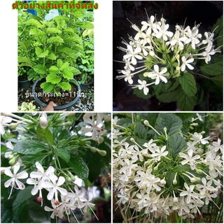 (ขาย ต้นพันธุ์) ดอก ต้น ต้นราตรีสวรรค์ ราตรีสวรรค์ สี ขาว fadel