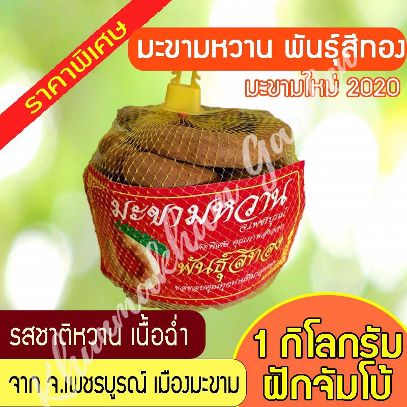 ภาพหน้าปกสินค้ามะขามหวาน 1 กิโลกรัม หวาน พันธ์สีทอง ราน้อย มอดน้อย มะขามฝัก