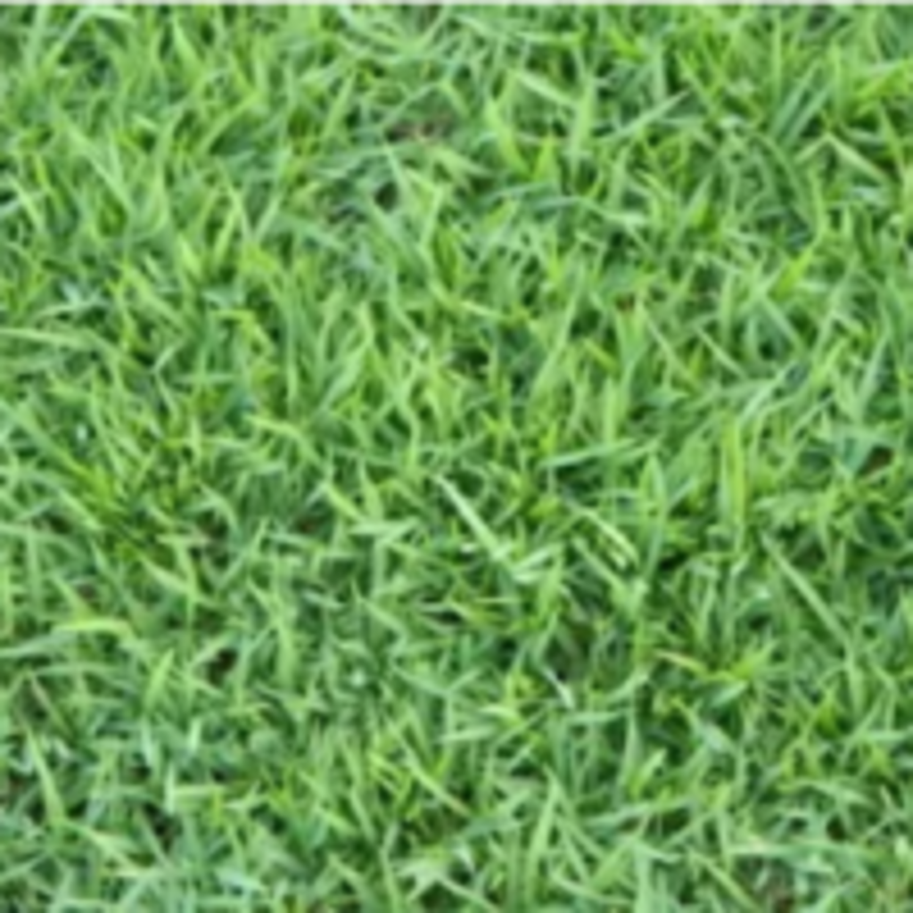 หญ้าไทเป-สวนเขาหมาก-หญ้าจริง-หญ้าปูหน้าบ้าน-จัดสวนหย่อม-ขนาด-50-100-เซ็นติเมตร