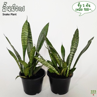 ต้นลิ้นมังกรเขียว กระถาง5นิ้ว ไม้ฟอกอากาศ ( ลิ้นมังกร / snake plant ) 999garden