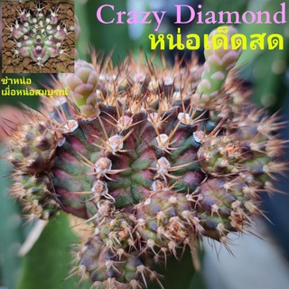 แคคตัสCrazy Diamondแท้⭐ไม้ใหม่⭐👍ไม้สวยแนะนำ👍🌵หน่อเด็ดสดขนาดใช้กราฟ ชำ และไม้กราฟ