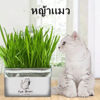 หญ้าแมวแบบกล่อง ครบชุดพร้อมปลูก ต้นอ่อนข้าวสาลี หญ้าเเมว สำหรับสัตว์เลี้ยง หญ้าแมว
