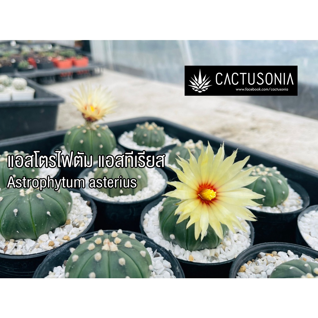 แอสโตร-แอสโตรไฟตั้ม-แอสทีเรียส-astrophytum-asterius-แคคตัส-cactus-แคนตัส-กระบองเพชร