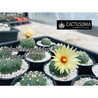 แอสโตร แอสโตรไฟตั้ม แอสทีเรียส Astrophytum asterius แคคตัส Cactus แคนตัส กระบองเพชร