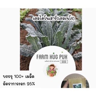 เมล็ดพันธุ์ไดโนเคล เคลไดโนเสาร์ 100+เมล็ดมีบริการเก็บเงินปลายทาง