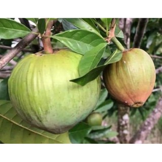 ต้น Ross sapote #บ้านสวนพันธุ์ไม้