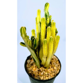 ประสาทนางฟ้าด่างฟอร์มกอ(ใหญ่) ขนาดประมาณ 10 CM (Cereus  tetragonus) #คอนโดนางฟ้า #แคตตัส #Cactus #กระบองเพชร #ไม้อวบน้ำ