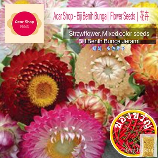 Strawflower,Ed สีเมล็ด | Benih Bunga Bunga Jerami | Immortelle หลายสีเมล็ด - 50 Seedsed เมล็ด TKP1