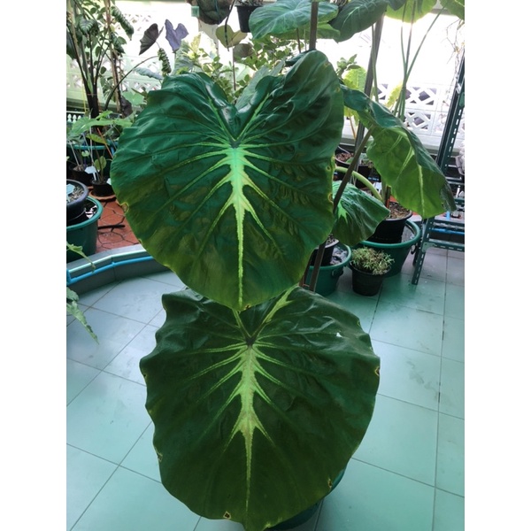 ต้นบอนไวท์ลาวา-ไซส์แม่พันธ์สูง1เมตรมี3ไหลcolocasia-white-lava