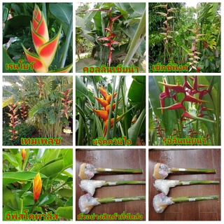 (1หน่อ) เฮลิโคเนีย heliconia ดอก ต้น หน่อ เหง้า rainbow collinsiana episcopalis Rauliniana Jacquinii temptress Sexy Pink