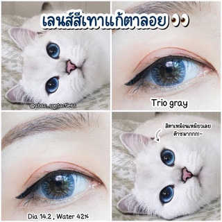 Maxim กล่องน้ำเงิน Trio Brown , Trio Gray