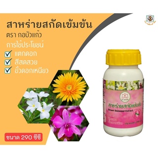 สาหร่ายสกัดเข้มข้น ตรากอบัว 290 cc