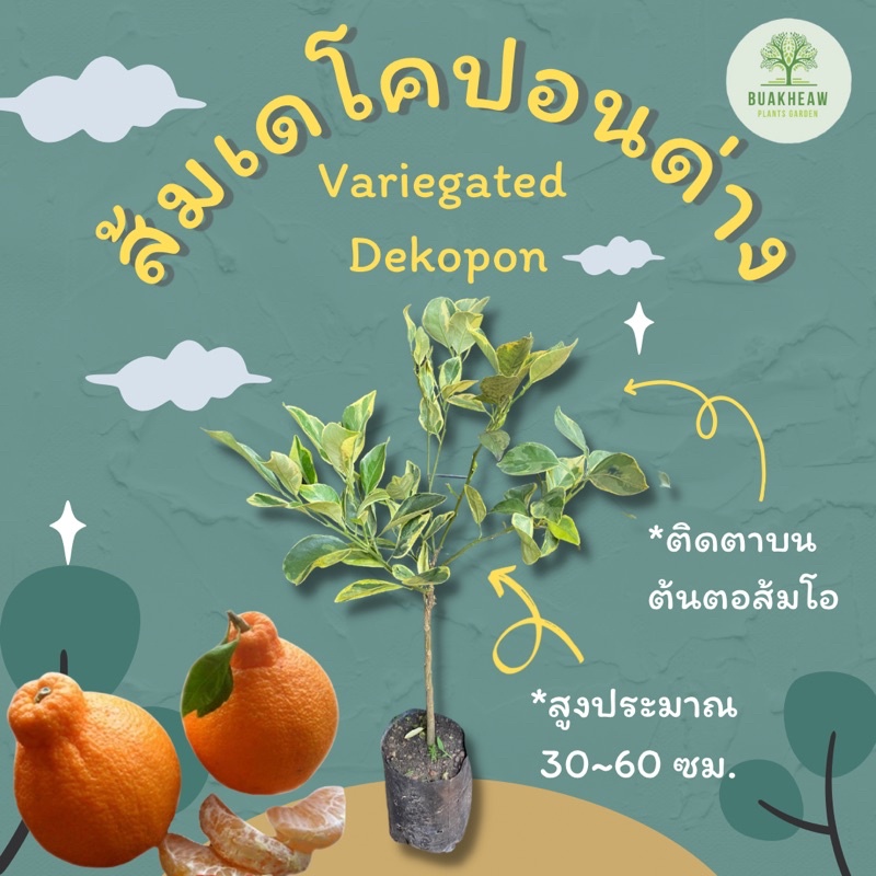 variegated-dekopon-ส้มเดโคปอนด่าง-ส้มเดโคปองด่าง-ต้นพันธ์ุส้มเดโคปอน-ส้มเดโกปอง