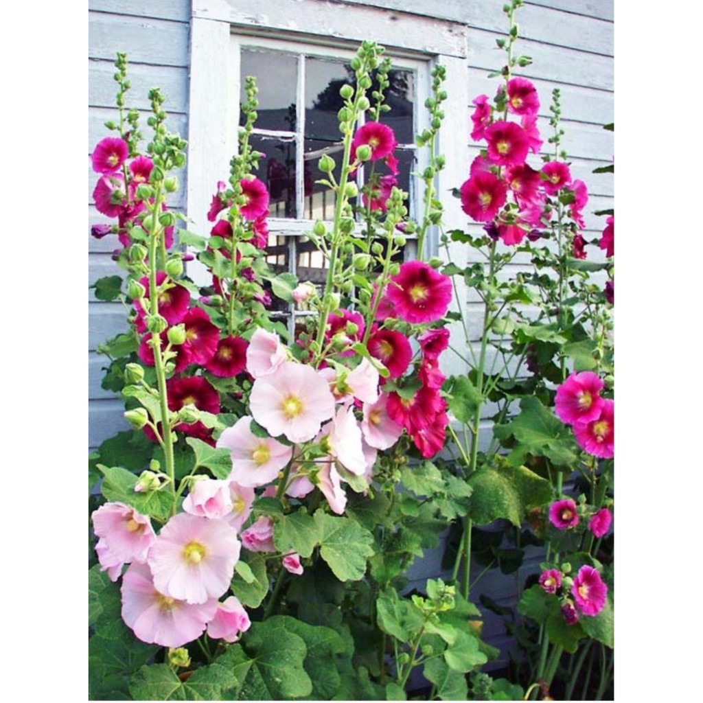 มาจัดสวนหน้าบ้านให้สวย-ดอกบานสะพรั่ง-ด้วย-ดอกฮอลี่ฮอค-กันจ้า-ดอกฮอลลี่ฮ็อค-holly-hock-สวนบนดอย