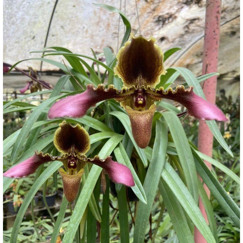 กล้วยไม้รองเท้านารีเหลืองเลย-paphiopedilum-hirsutissimum-ไม้ฟาร์ม-ดอกใหญ่สีสด-สวยงาม