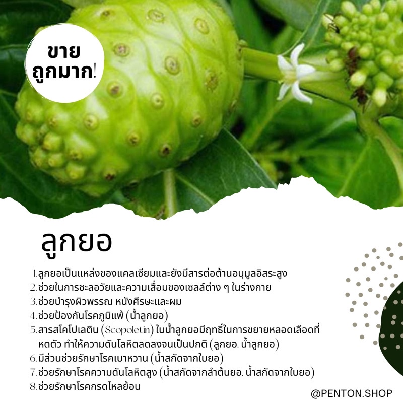 เมล็ดพันธุ์ลูกยอ-5เมล็ด-ขั้นต่ำ-สินค้าภายในร้าน30บาทขึ้นไปค่ะ